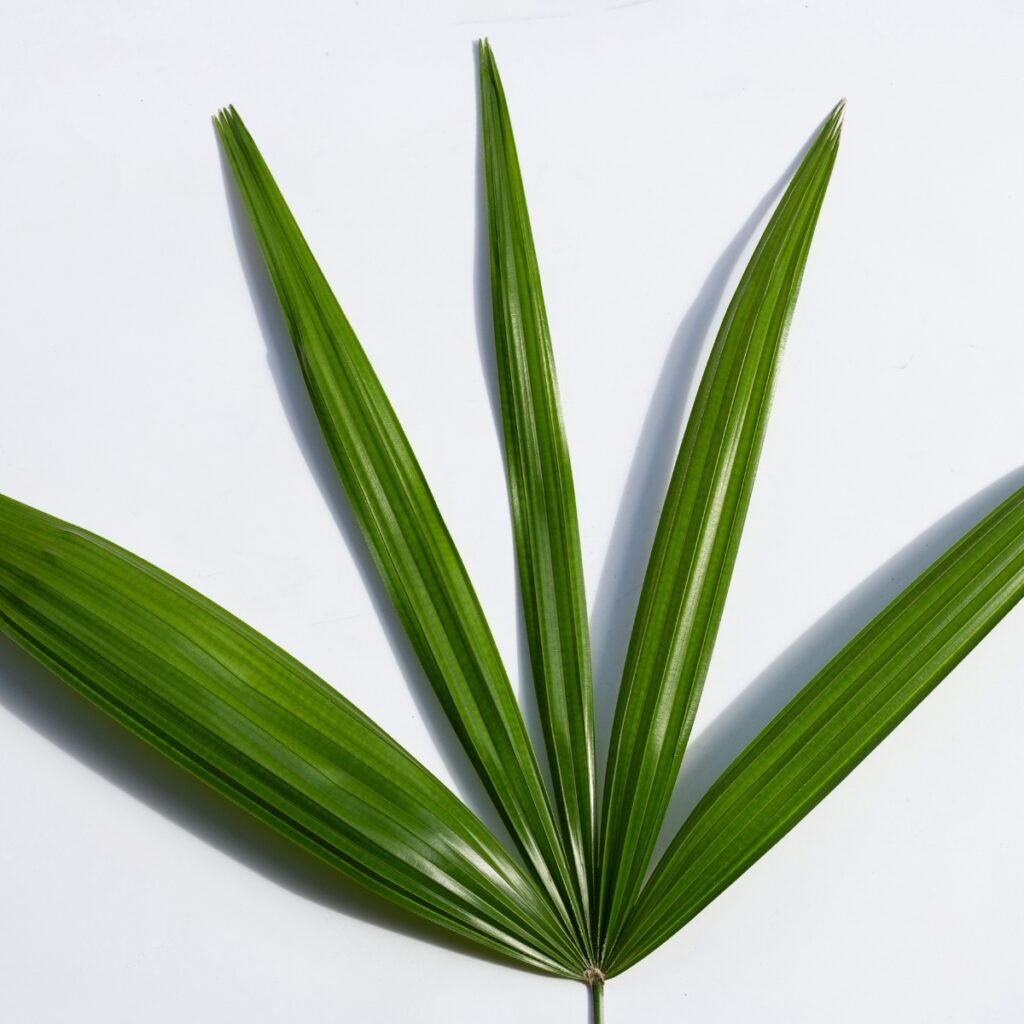 Folhas da planta Palmeira Ráfia. Imagens: Canva.