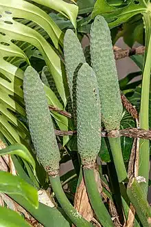 Fruto da planta Costela-de-Adão. Foto: Wikipedia.