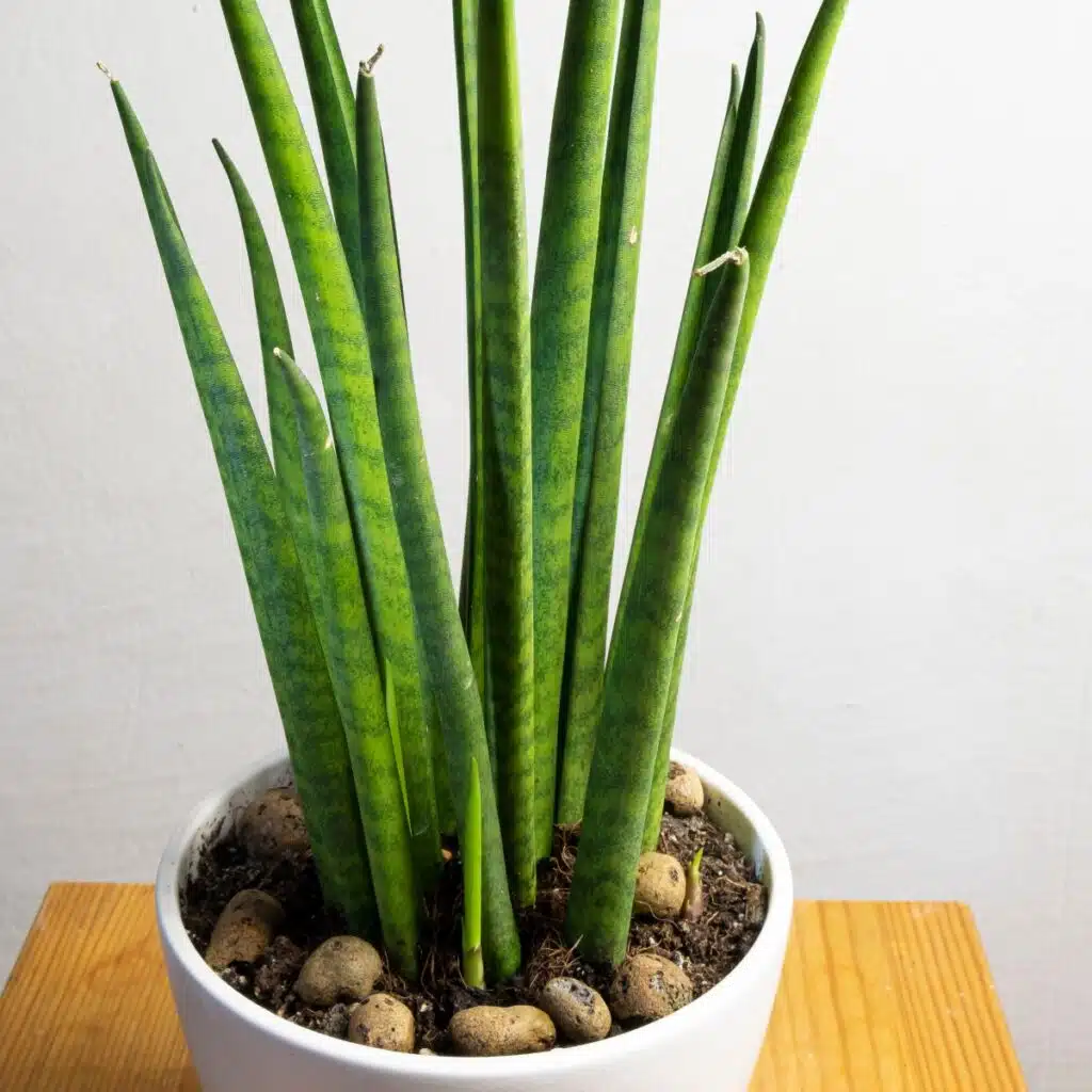 Lanças cilindricas da planta Sansevieria cylindrica, Lança de São Jorge. Fonte: Canva.