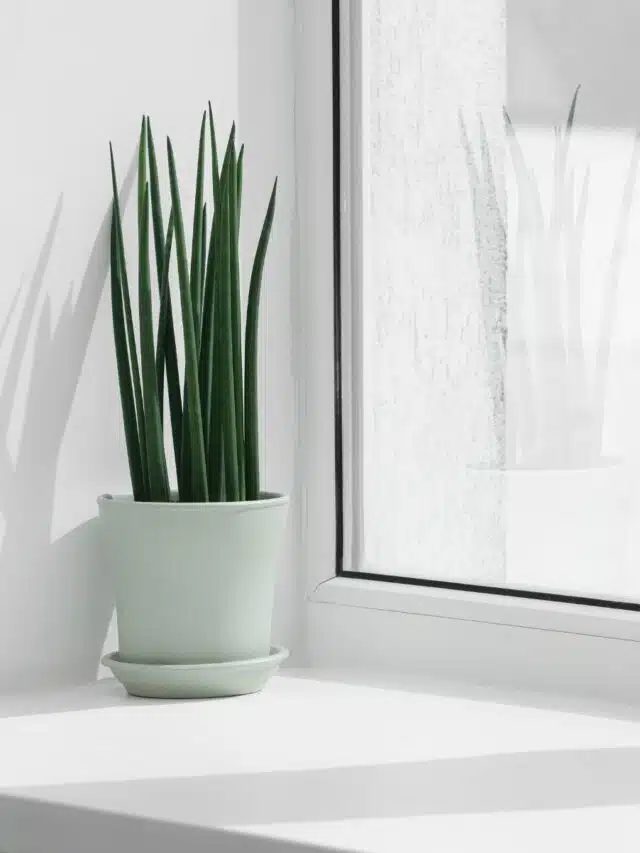 Como cuidar da planta Lança de São Jorge – Sansevieria cylindrica