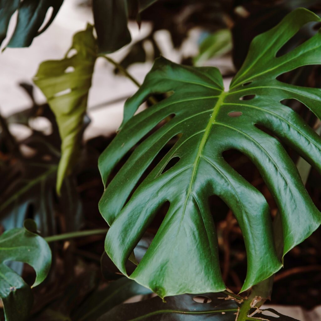 Folha da planta Costela-de-Adão na natureza. Foto: Canva.