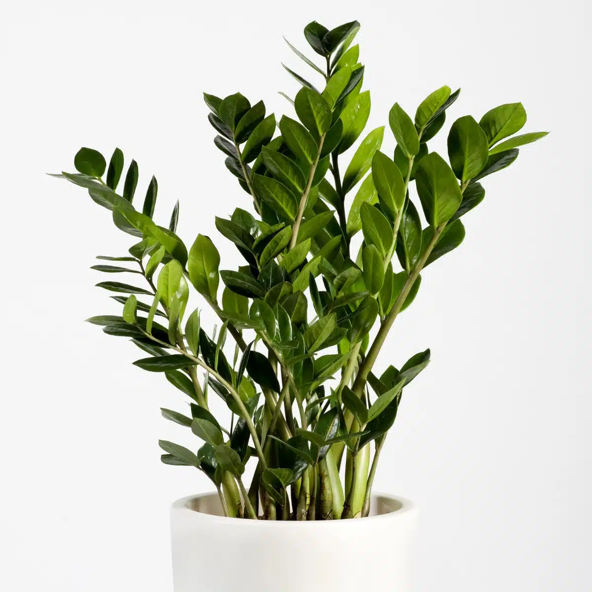 Zamioculcas | Plantas Garden Center