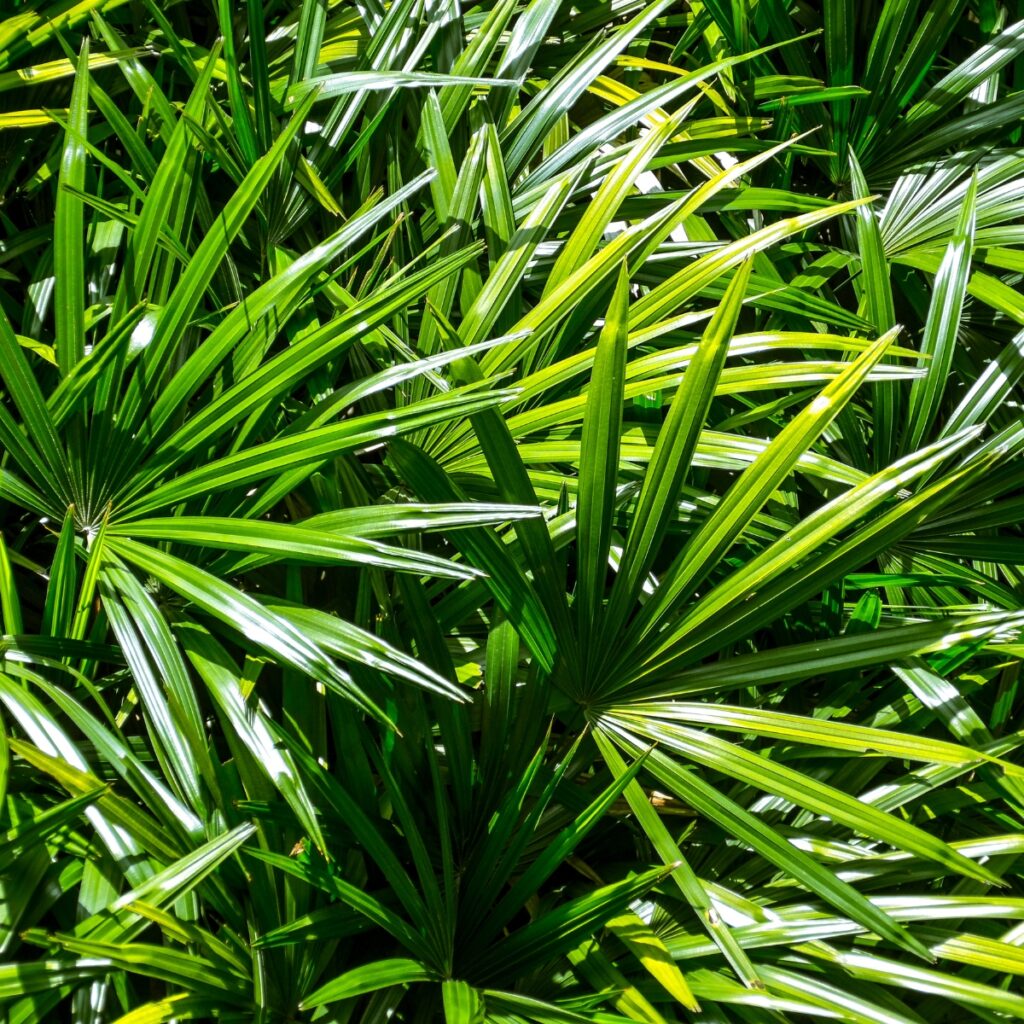 Folhas da planta Palmeira Ráfia. Imagens: Canva.