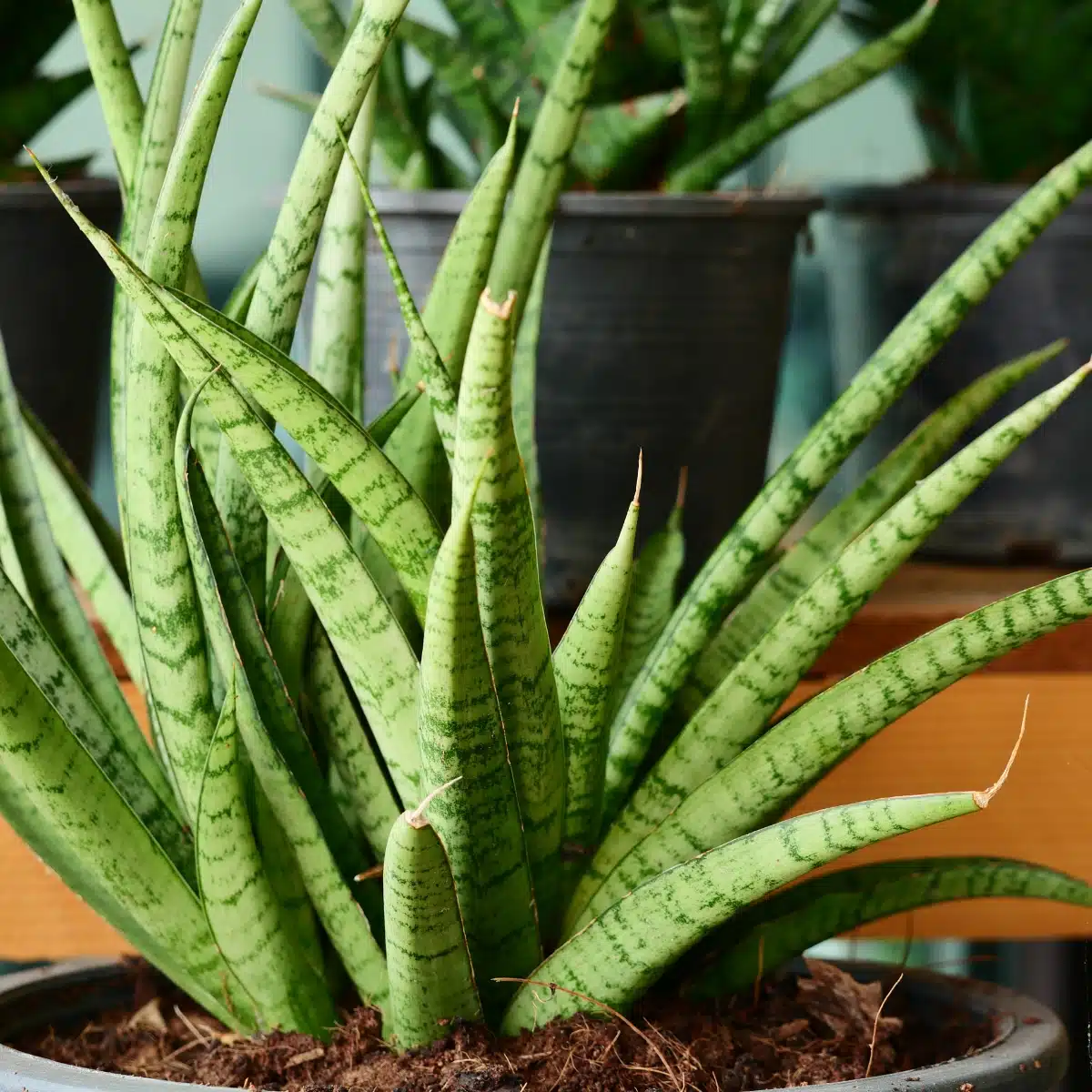 Lanças cilindricas da planta Sansevieria cylindrica, Lança de São Jorge. Fonte: Canva.