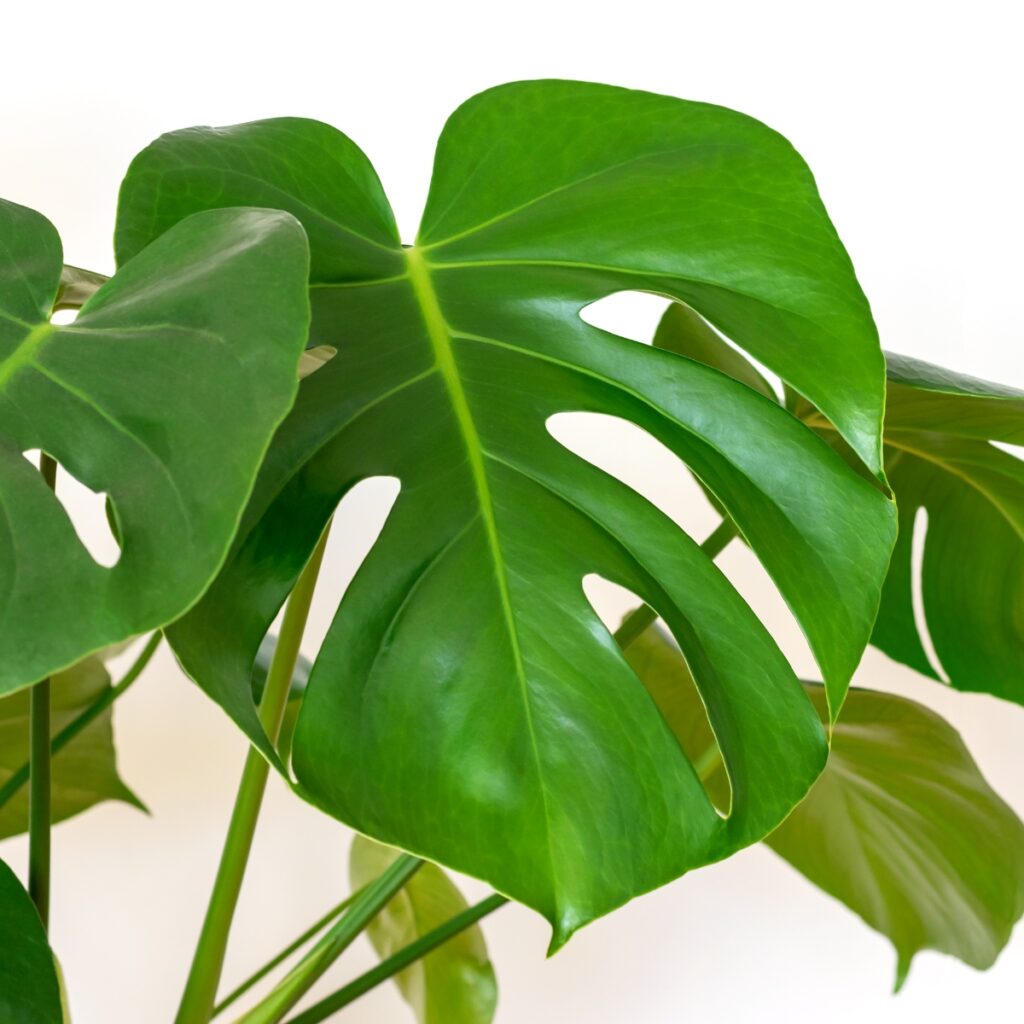 Folhas da planta costela de adão - monstera deliciosa