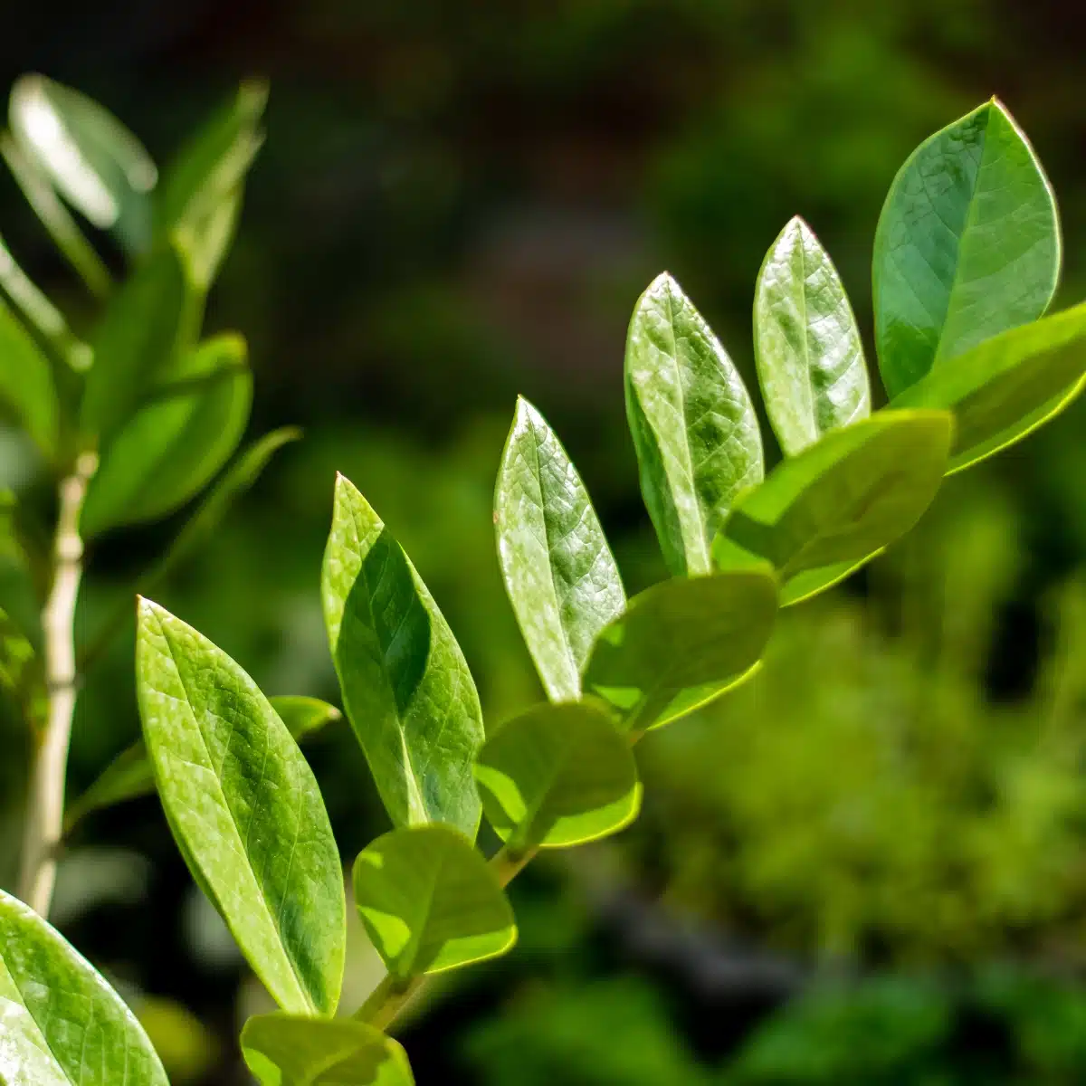 Folhas da planta Zamioculca na natureza. Fonte: Canva.