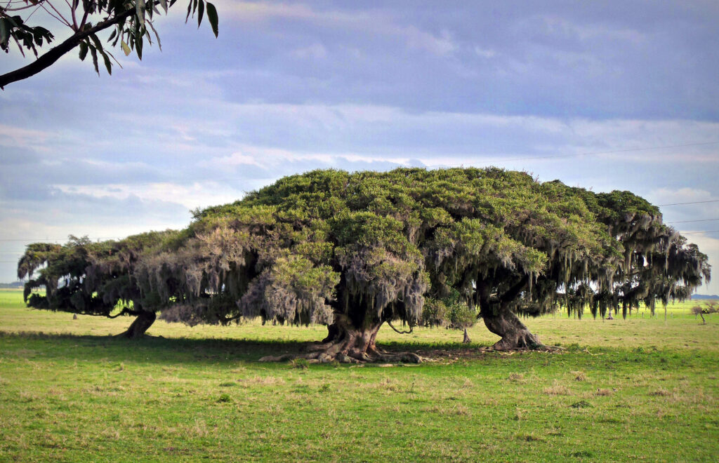 Árvore Ficus Organensis